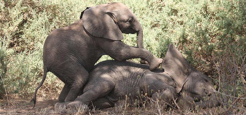 When you are only expected to be an elephant, you can generally find time to play, which (for kids) often takes the form of climbing on one another. Then we get to watch, laugh, and be reminded how lucky we are to work with these animals