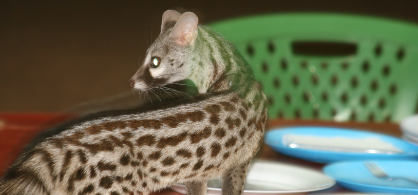 Hector/Brad Genet finds some deserted plates on the table