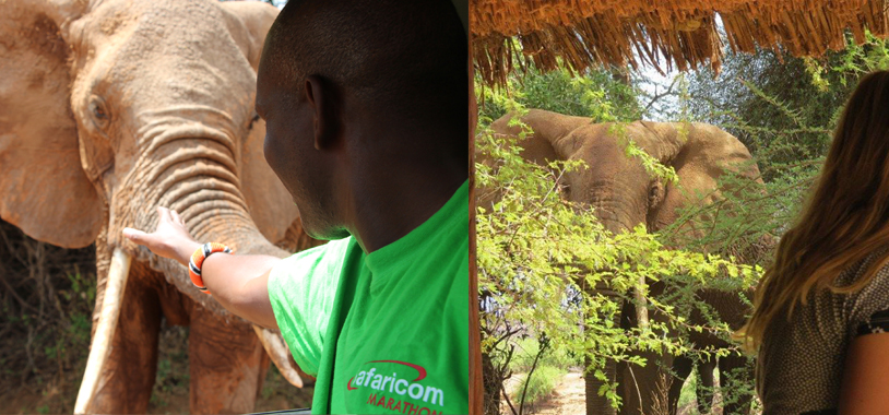 meeting the elephants