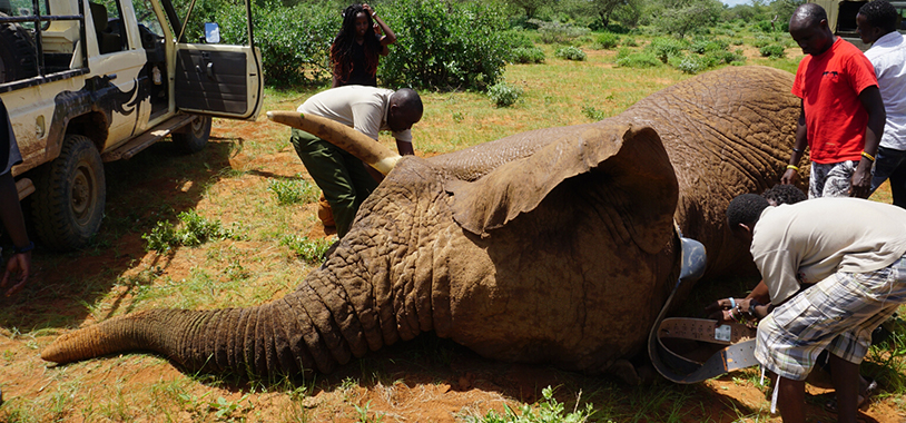 Collaring Nutmeg from the Spice Girls