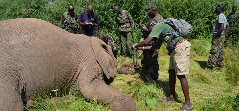 David taking an identification picture of Sioux, while Chris records crime scene information. We had to be with a platoon from the Kenya Wildlife Service due to the volatility of the area. There were well over 100 armed warriors on either side of us, as we operated around this area