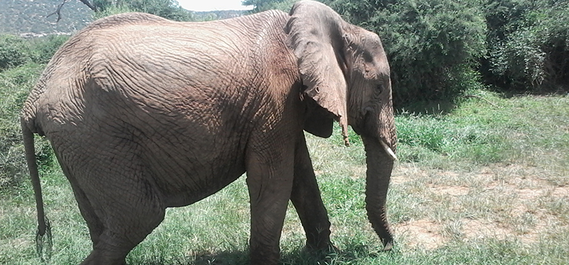 The elephant to carry