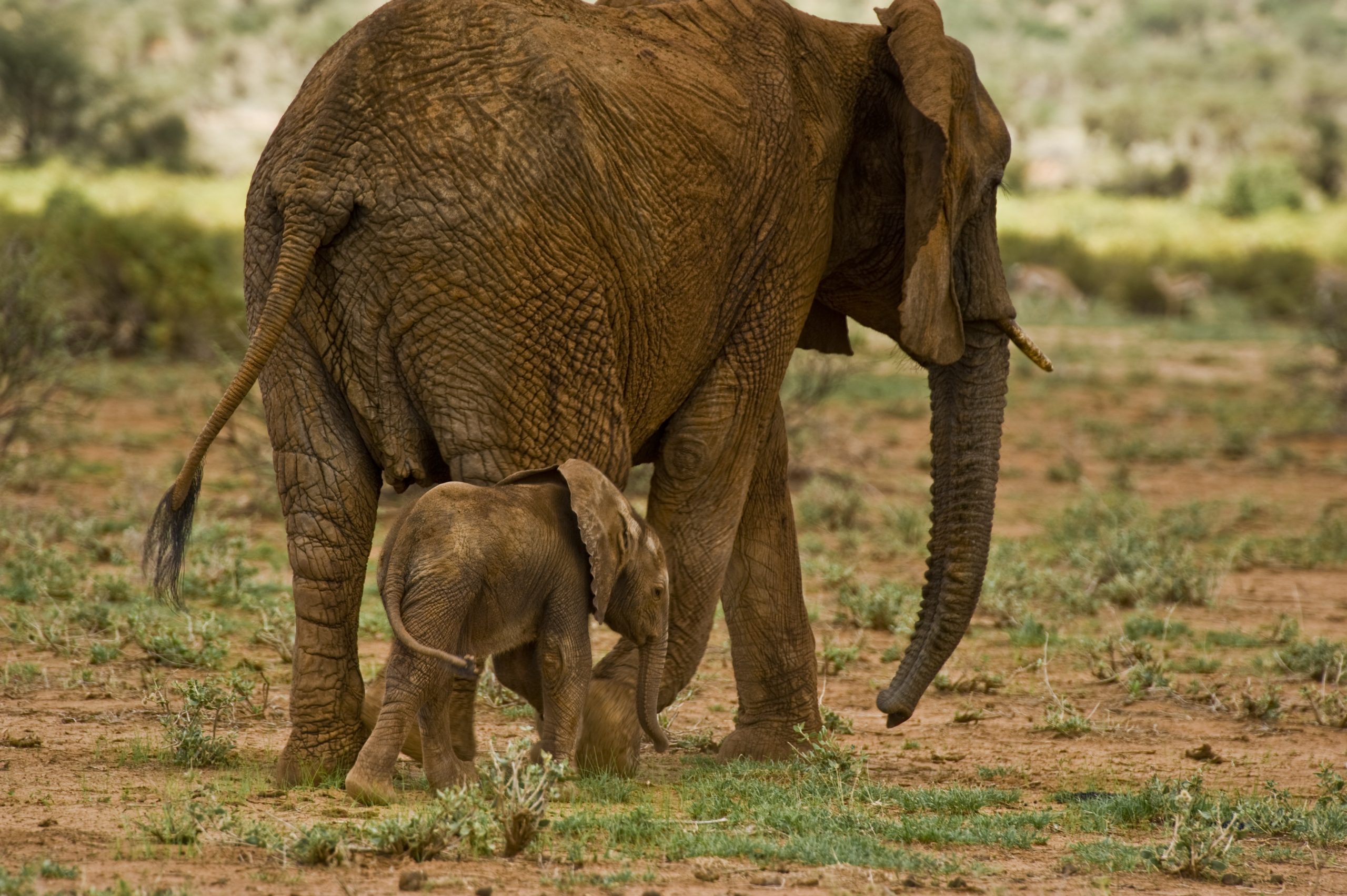 save the elephants, elephant, elephants are important, why elephants are important, STE, wildlife conservation, wildlife, elephant tusks, Samburu National Reserve, Kenya, Elephant Crisis Fund, ECF, WCN, World Conservation Network, Leonardo DiCaprio Foundation