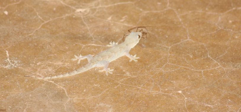 Gecko that fell from the research center ceiling with a spider in its mouth