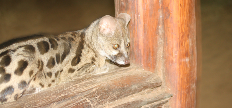 Ajax/Genet-fer Anniston hanging around after dinner