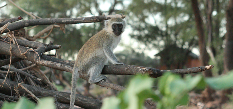 A juvenile vervet atop a brush pile by camp