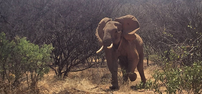 Kulling moving a bit better on her front leg, even managing a short charge at the team who went to check up on her. Photo credit Oliver Uberti