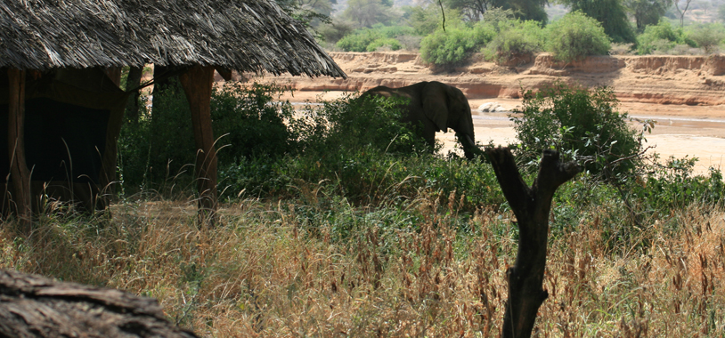 Melasso snacking in front of my tent