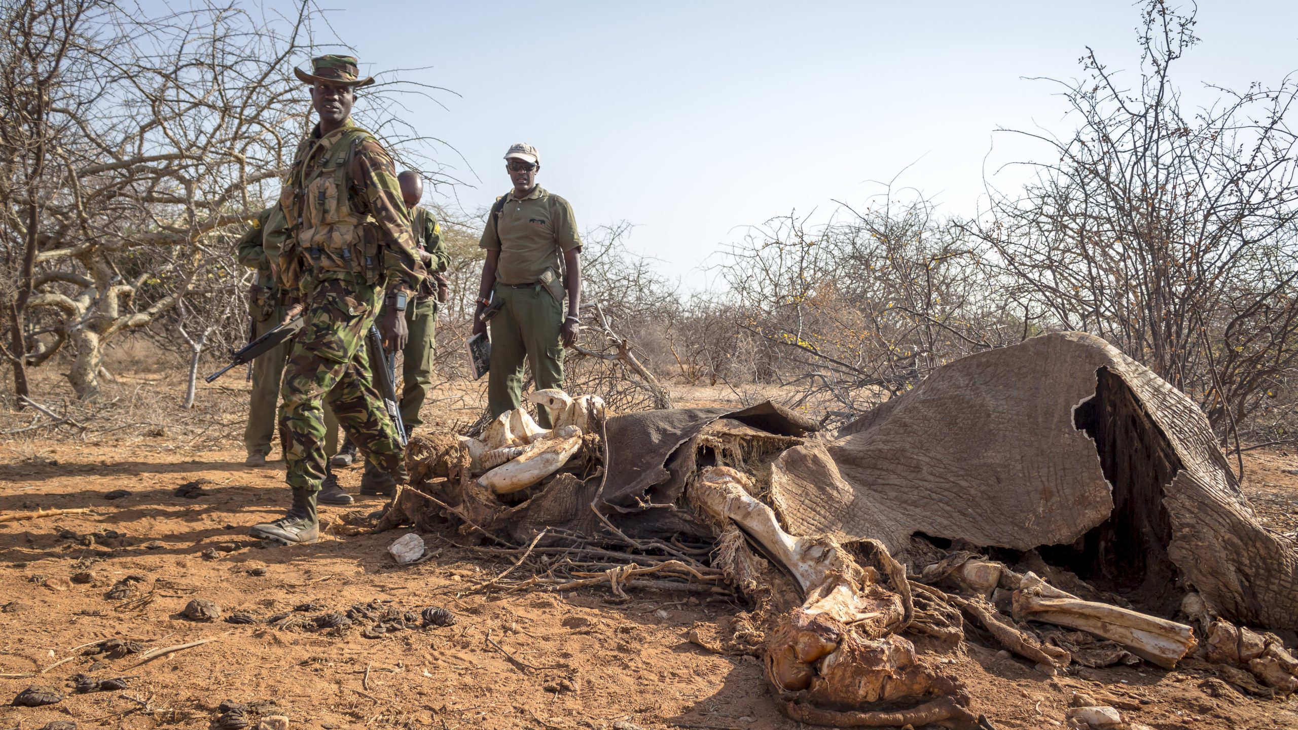 save the elephants, elephant, Satao, poaching, poached, ivory trade, elephant poaching, ivory, say no to ivory, STE, wildlife conservation, wildlife, elephant tusks, Samburu National Reserve, Kenya