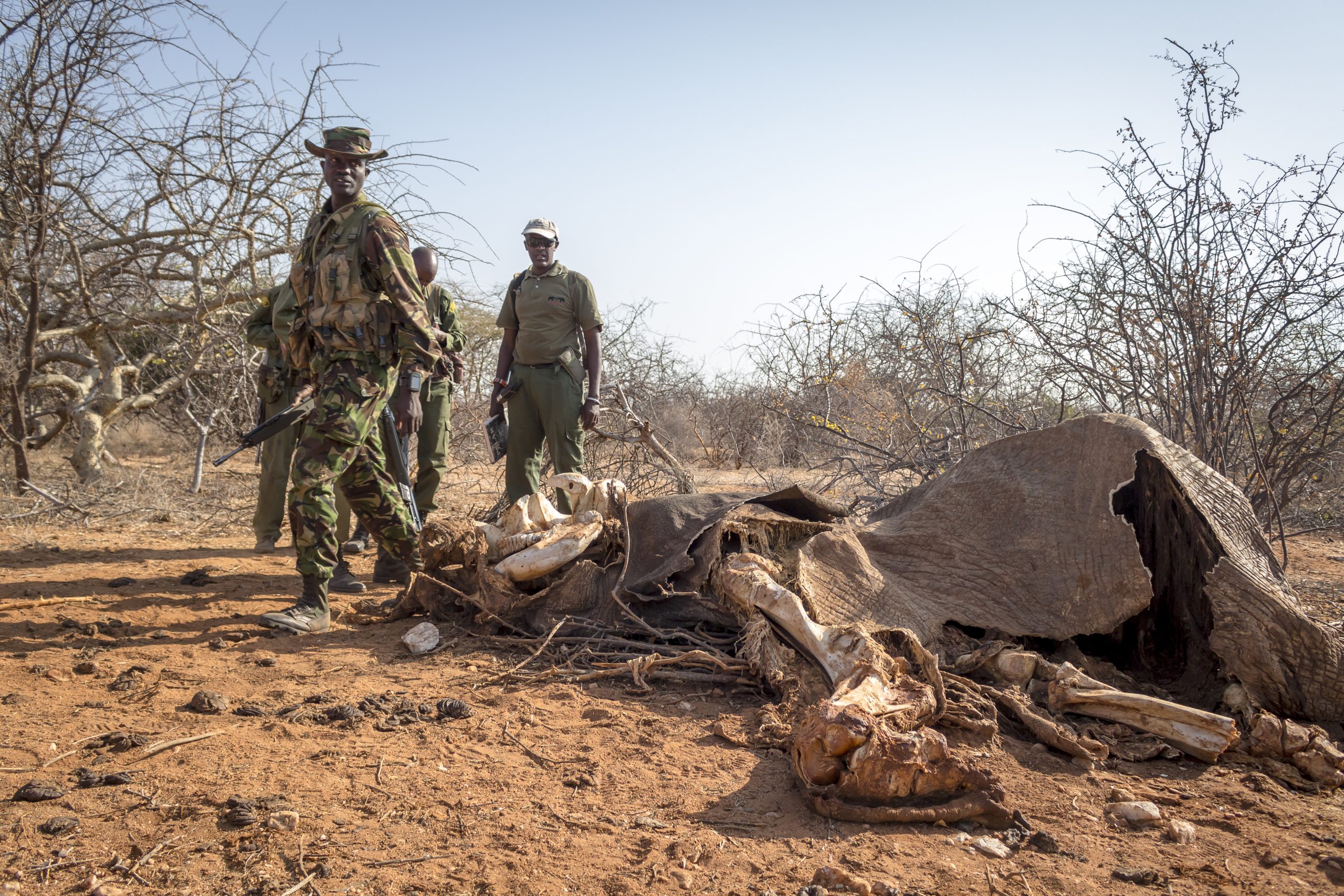 save the elephants, elephant, Satao, poaching, poached, ivory trade, elephant poaching, ivory, say no to ivory, STE, wildlife conservation, wildlife, elephant tusks, Samburu National Reserve, Kenya