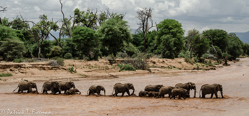 The Native Americans crossing the Ewaso river