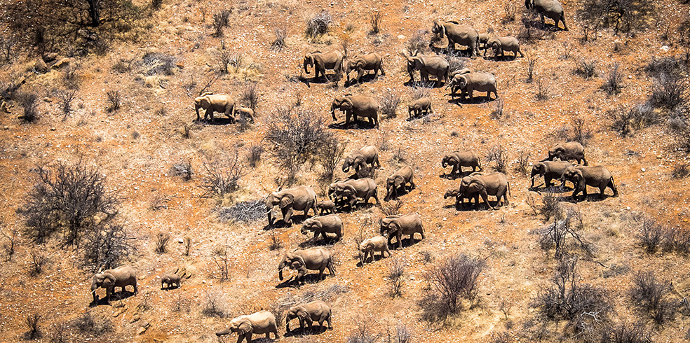 Samburu Elephants