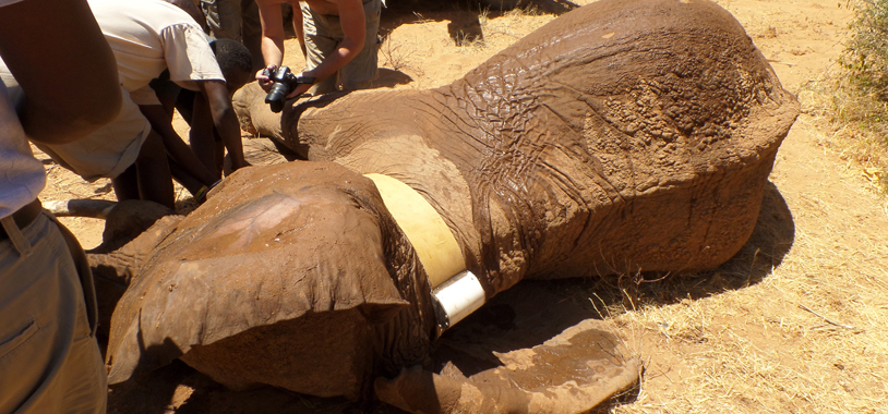 Immobilized Amity has her new collar fitted