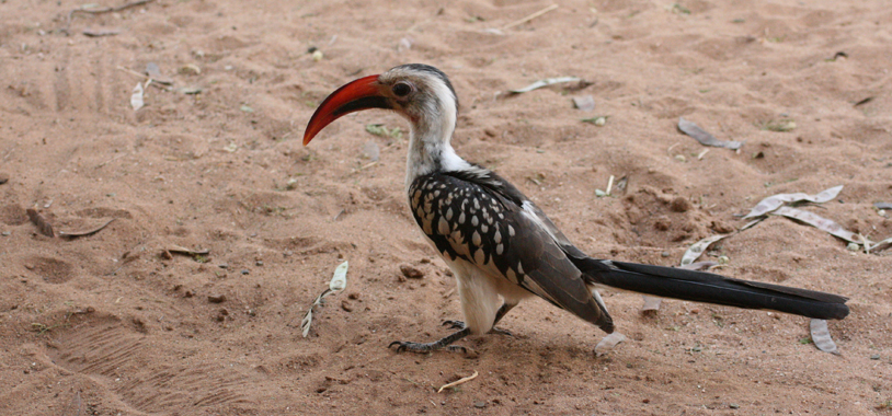 A red-billed hornbill in camp