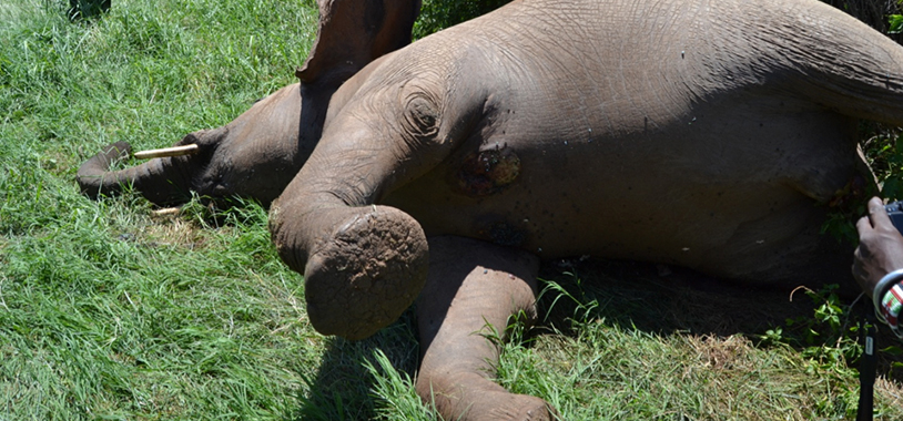 Body parts were taken from the elehant for black magic, but the ivory was left