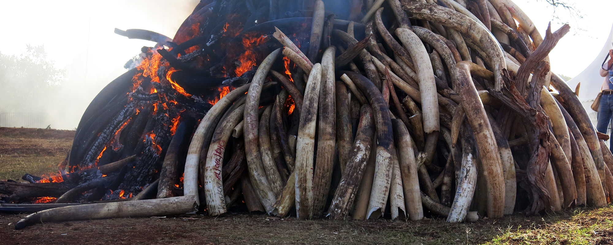 save the elephants, elephant, elephants are important, why elephants are important, STE, statistics, elephant statistics, wildlife conservation, wildlife, elephant tusks, Samburu National Reserve, Kenya