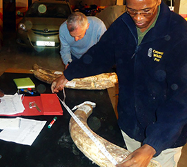 save the elephants, elephant, elephants are important, why elephants are important, STE, wildlife conservation, wildlife, elephant tusks, Samburu National Reserve, Kenya, protection, taking stock, stock, stocktaking