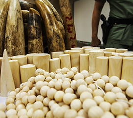 save the elephants, elephant, elephants are important, why elephants are important, STE, wildlife conservation, wildlife, elephant tusks, Samburu National Reserve, Kenya, stop demand