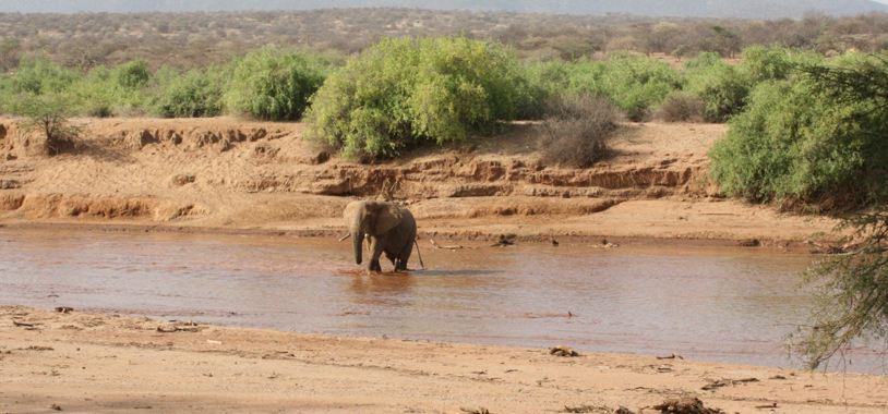 Yeagar walks across the river toward our tents, at the break of a long dry spell