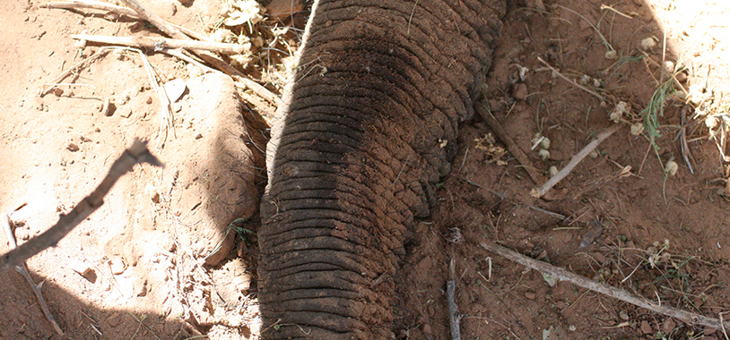 The young male died of snakebite. If you look closely, you can see the puss-filled puncture marks, the right one just below and slightly to the left of the stem of the little acacia flower that has fallen on the trunk. The puncture marks are surrounded by dried blood.”